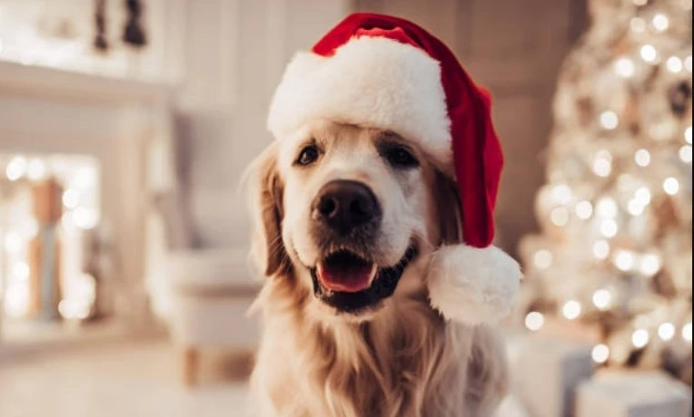 świąteczne podpisy dla psów na instagram
