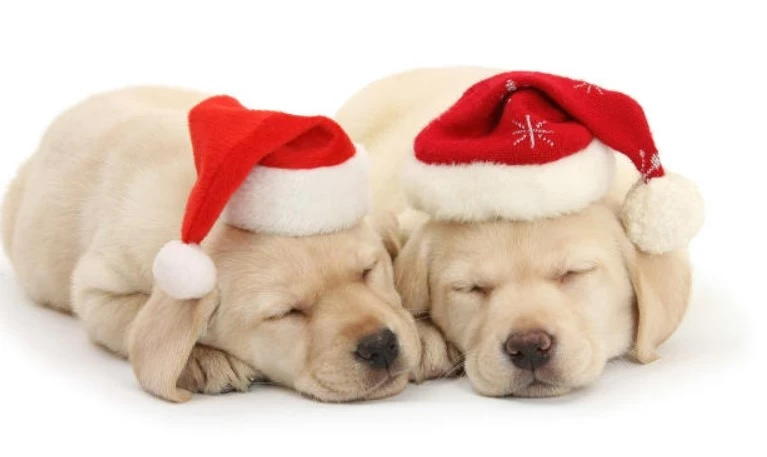 świąteczne podpisy dla psów na instagram